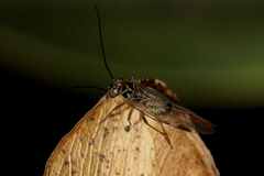 Psocidae