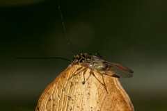 Psocidae
