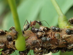 Camponotus chromaiodes