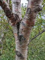 Betula pubescens pumila