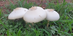 Chlorophyllum molybdites