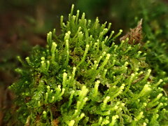 Odontoschisma denudatum