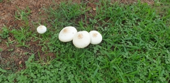 Chlorophyllum molybdites