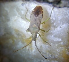 Gonocerus acuteangulatus