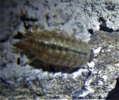 Oniscidea