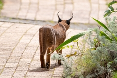 Caracal caracal caracal