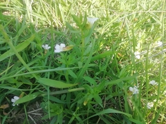 Gratiola officinalis