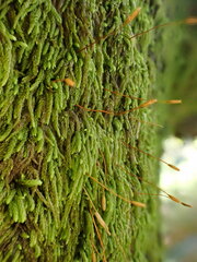 Pterigynandrum filiforme