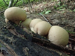 Apioperdon pyriforme