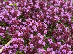 Thymus praecox britannicus