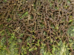 Frullania fragilifolia