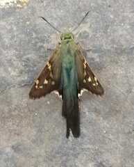 Urbanus proteus proteus