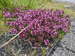 Thymus praecox britannicus