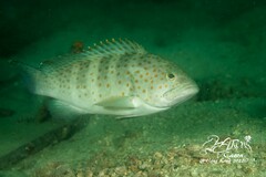 Epinephelus bleekeri