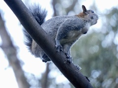Sciurus aureogaster
