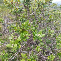 Rhus standleyi
