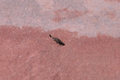 Apiocera