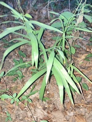 Chasmanthium latifolium