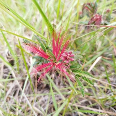 Calliandra