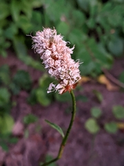 Bistorta bistortoides