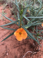 Talinum aurantiacum