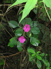 Impatiens walleriana