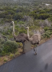 Struthio camelus australis