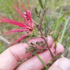 Calliandra
