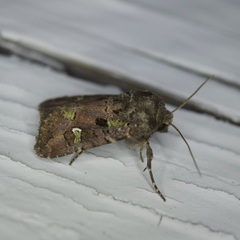 Lacinipolia renigera