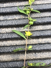 Ludwigia alternifolia