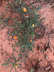 Talinum aurantiacum