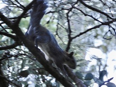 Sciurus aureogaster
