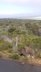 Struthio camelus australis