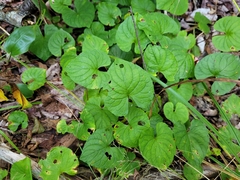 Viola sororia