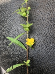 Ludwigia alternifolia