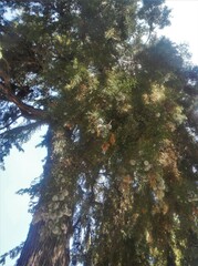 Cupressus arizonica