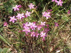 Centaurium
