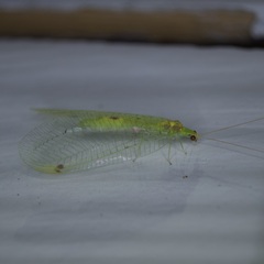 Leucochrysa insularis
