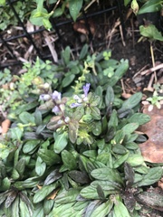 Ajuga reptans