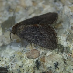 Galgula partita