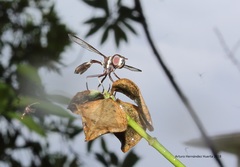 Dioprosopa clavata