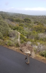 Struthio camelus australis