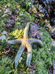 Evasterias troschelii