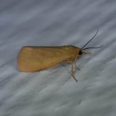 Virbia aurantiaca