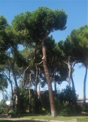 Pinus pinea
