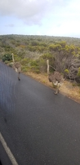 Struthio camelus australis