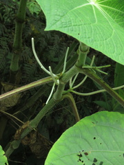Piper umbellatum