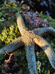 Evasterias troschelii