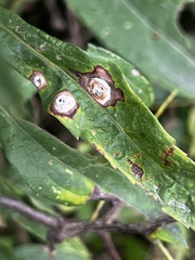 Asteromyia carbonifera