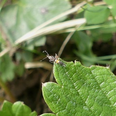 Cosmopterix